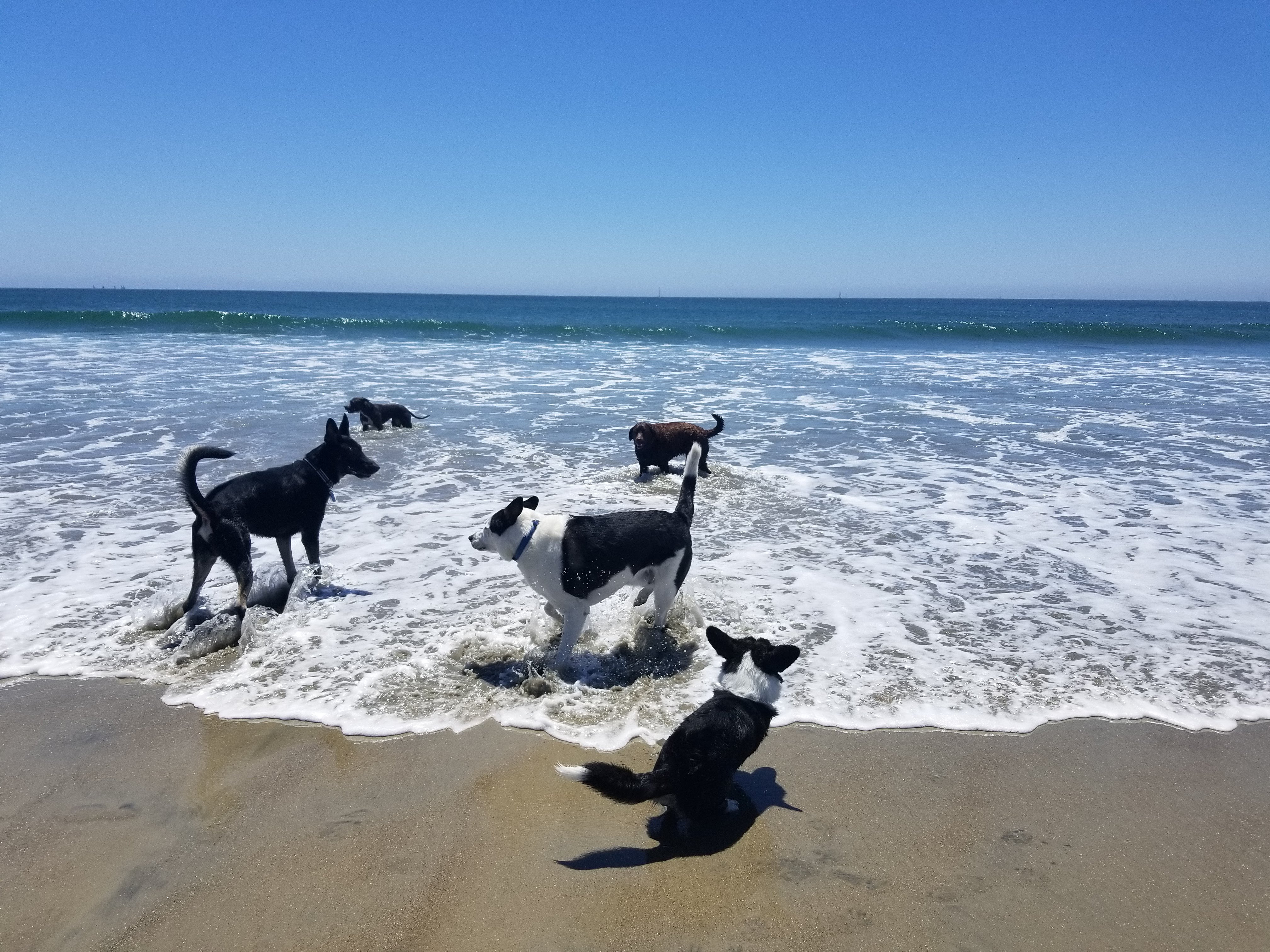 dogbeach